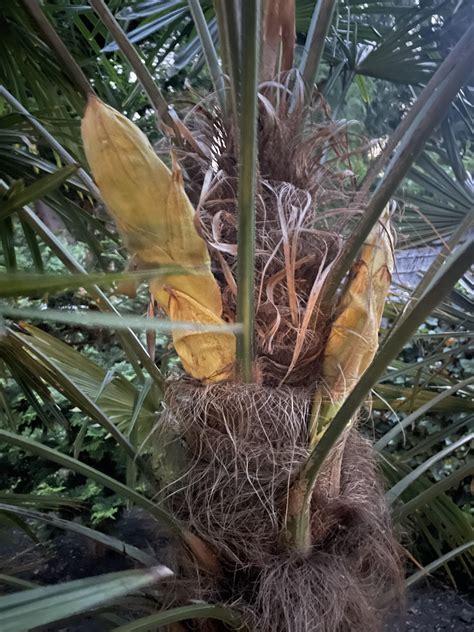 What’s growing out of my palm tree? : r/plants