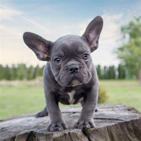 Blue French Bulldogs Explained A Complete Guide