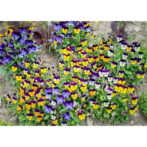 Sorbet Mix Viola Pinetree Garden Seeds