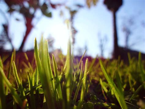 Macro Grass Green Free Photo On Pixabay