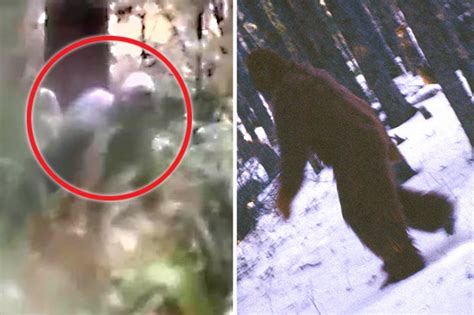 Bigfoot Caught On Camera In Compelling Video Proof Of Mystery Creature