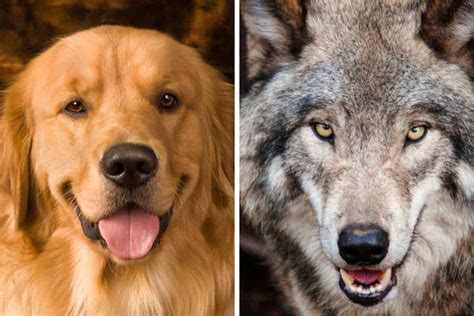 Golden Ancestry Are Retrievers Related To Wolves Loyal Goldens