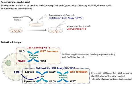 Cell Counting Kit Cck Cell Proliferation Cytotoxicity Assay Dojindo