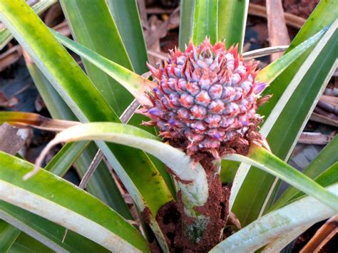 Ananas comosus is the botanical name of the fruit known as the pineapple. All Aboar d the Pineapple Express | Lateral Movements