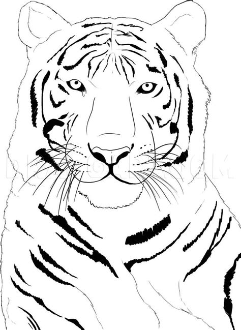 How To Draw A White Tiger Step By Step Drawing Guide By Dawn