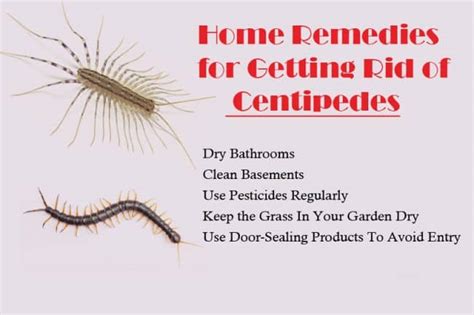 How To Get Rid Of House Centipedes Control And Prevention Guide