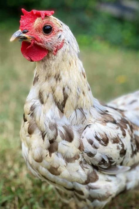 Isbar Chicken Appearance Temperament Eggs And Raising Tips
