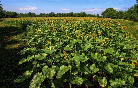Just Turn Around Sunflowers In Poolesville Md At Mckee B Flickr