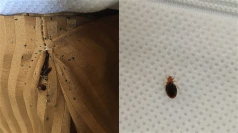 It Was Horrifying Couple Finds Dozens And Dozens Of Bed Bugs In North Vancouver Motel Ctv