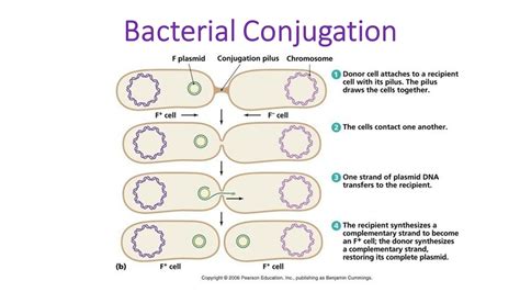 Conjugation Bacteria