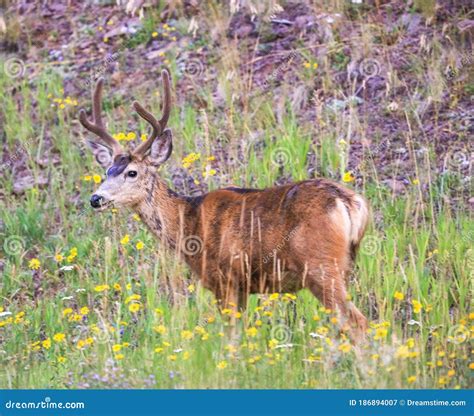 A Young Buck Eating Flowers Stock Image Image Of Animal Wild 186894007