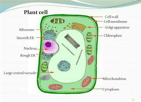 Maybe you would like to learn more about one of these? What is golgi apparatus and plant cell ? Explain and ...