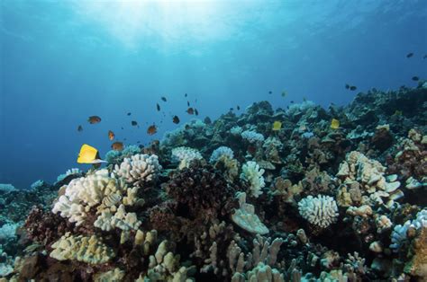Coral Reefs In West Hawai‘i Showing Signs Of Recovery Big Island Now