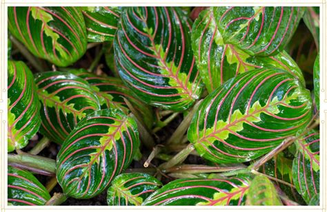 Learn the basics of red congo, aka philodendron congo rojo, plant care including light requirements, watering frequency, and how to troubleshoot common problems you may encounter along the way. Prayer Plant Care Guide: Growing Info + Tips - ProFlowers Blog