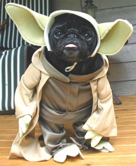 Dogs Celebrate Star Wars Day The Results Are Hilarious