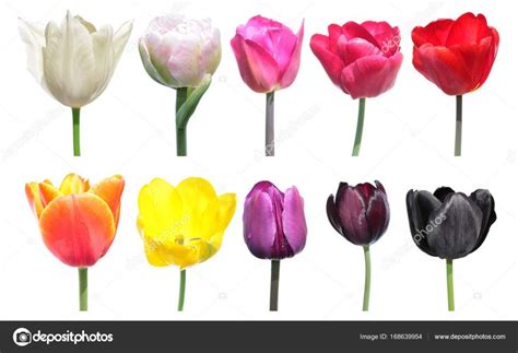 Variety Of Colors Of Tulip Flowers Color Palette Is An Example Of The