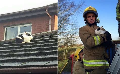 rabbit blown on roof by storm gertrude saved by firefighters