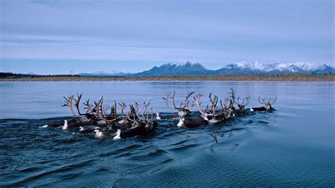 Wallpaper Deer Alaska Kobuk River Bing Microsoft 4k Os 23137