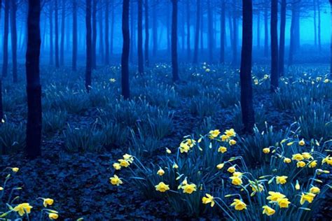 12 Of The Most Mysterious Forests In The World