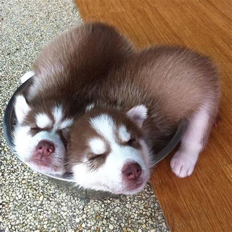 Cute Brown Husky Puppies Puppy Puppies Cutepuppy Cutepuppies