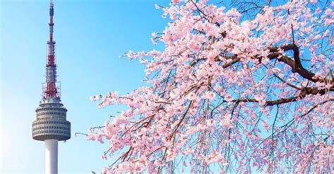 Koreas 2019 Cherry Blossom Forecast And The Best Viewing Spots Klook