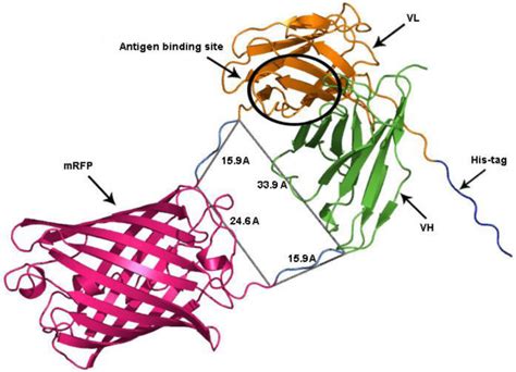 Ribbon Representation Of A Redantibody Molecule 3d Model Vh Chain Is