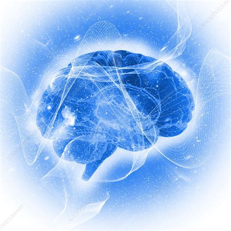 Human Brain Illustration Stock Image F0253453 Science Photo Library
