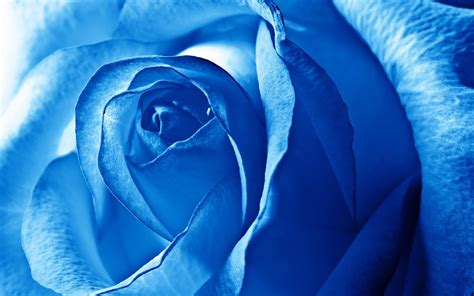 Royal Blue Flowers Hd Wallpapers Top Free Royal Blue Flowers Hd