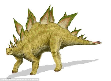 Stegosaurus Had Different Shaped Plates To Attract Opposite Gender Daily Mail Online