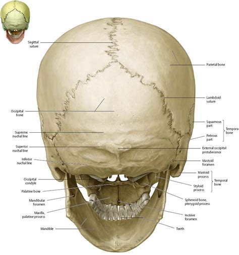 Occipital Bone Posterior View Medical Anatomy Skull Anatomy Head