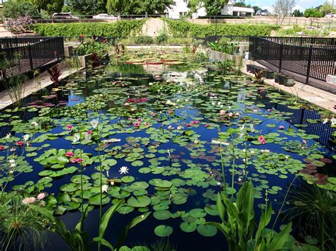 Municipal Water Lily Garden In San Angelo Texas Flickr Photo Sharing