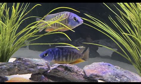 Tangerine Tiger And Imerperial Tigress Rcichlid