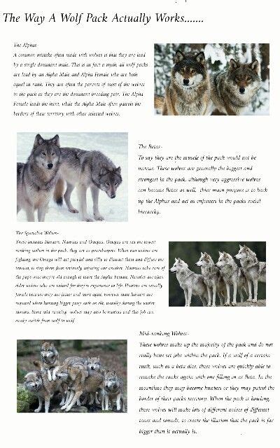 The 25 Best Wolf Pack Ranks Ideas On Pinterest Snow Wolf Wolf Howl