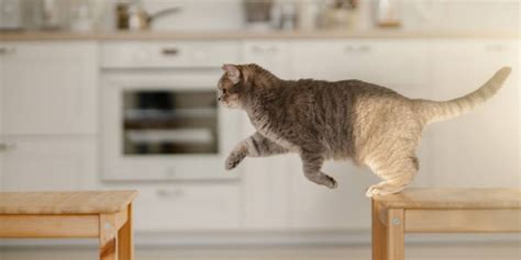 How High Can A Domestic Cat Actually Jump