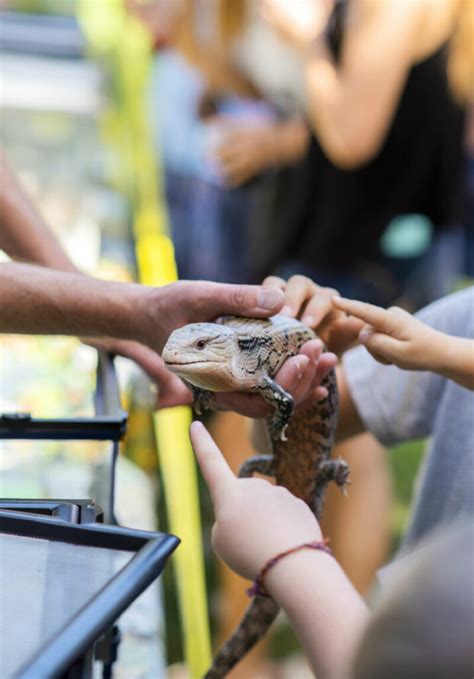 Blue Tongue Skink Bites How Much It Hurts How To Stop It Reptile Craze
