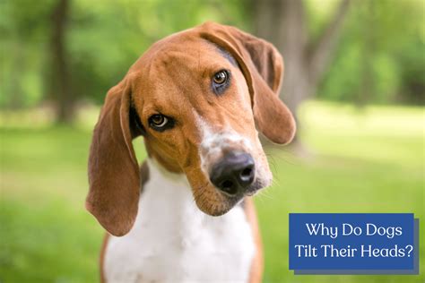Why Do Canines Tilt Their Heads 9 Fascinating Causes Behind This Cute