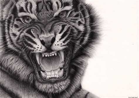Tiger Roar By Bengtern On Deviantart Tiger Roaring Tiger Drawing