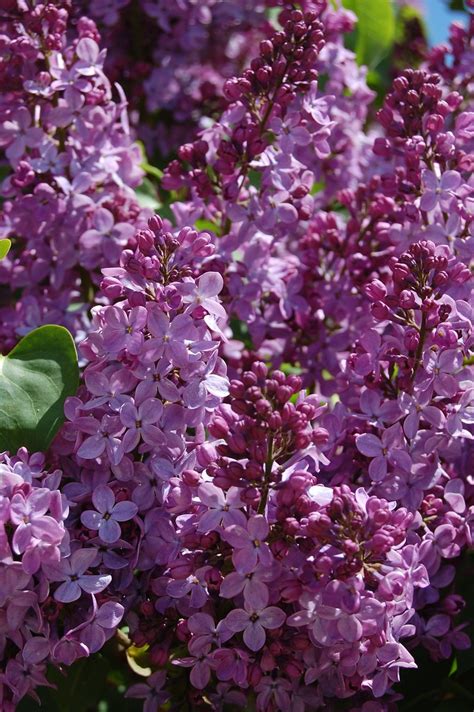Lilacs 4 15 10 105365 Fragrant Lilac Bush Maybe Someda Flickr