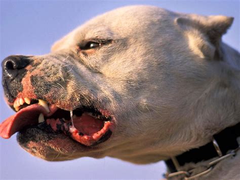 A Terrifying Encounter With The Brutal World Of Dog Fighting The