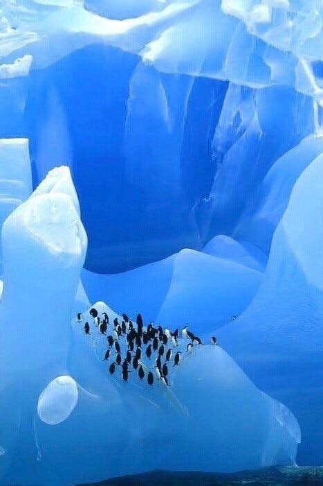 A Group Of Birds Standing On Top Of An Iceberg