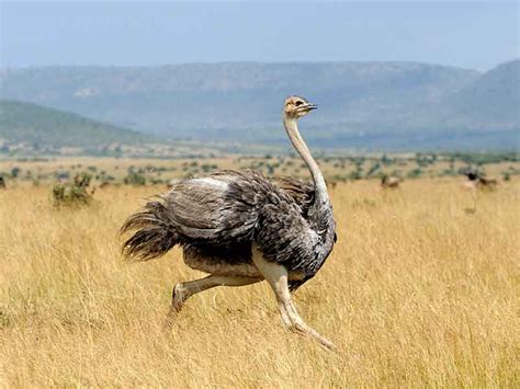 Hunting Ostrich In South Africa Somerby Safaris
