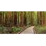 Muir Woods & Sausalito Sightseeing Tours  A Taste Of San Francisco