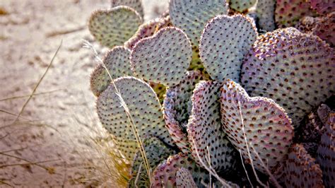 Cactus Needles Desert 4k Hd Wallpaper
