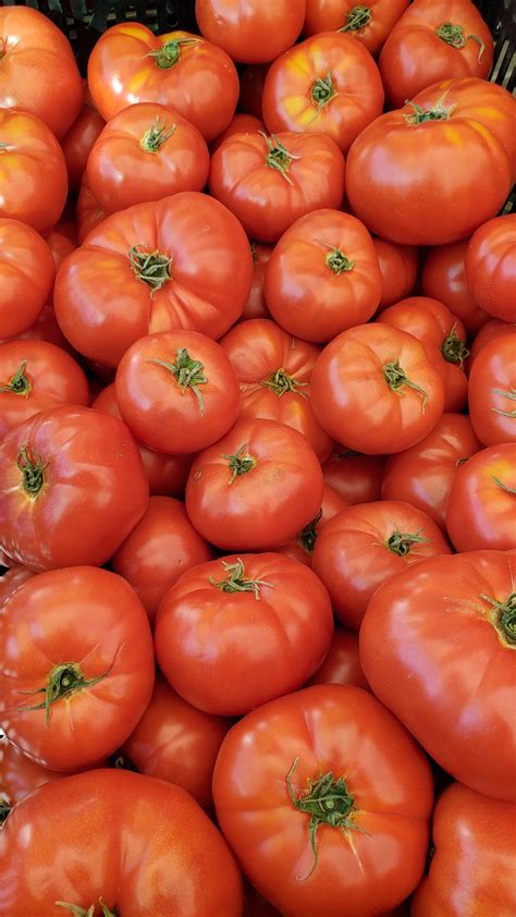 Beefsteak Tomatoes Information Recipes And Facts