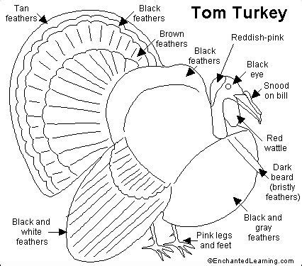 Parts Of A Turkey Worksheets