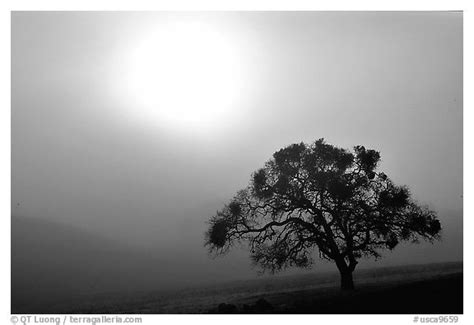 Black And White Picturephoto Sun Fog And Oak Tree San
