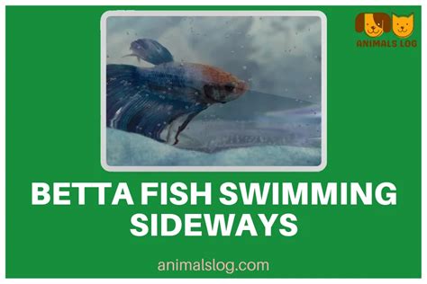 Why Is My Betta Fish Swimming Sideways Animals Log