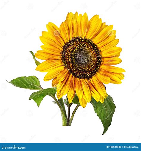 Sunflower Isolated On White Stock Photo Image Of Plant Agriculture