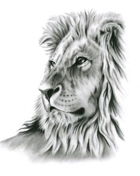 Hello everyone welcomes to my blog. Realistic Lion Drawing at PaintingValley.com | Explore ...