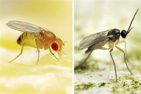 Fruit Flies Vs Gnats Whats The Difference